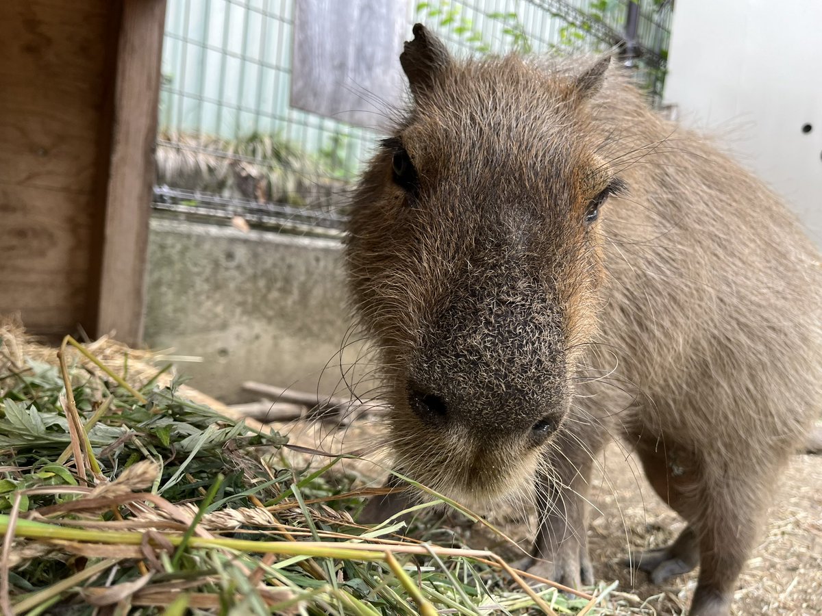 カピバラページ カピバラかぴばら (@capybara5179) / X