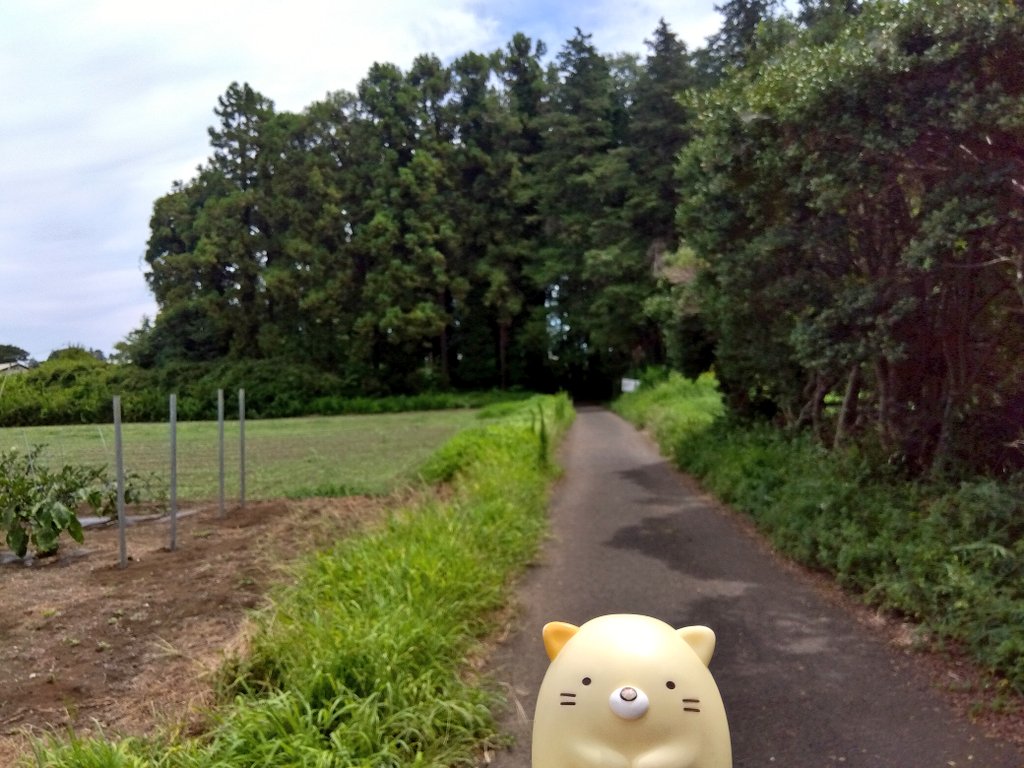 o2so5's tweet image. 大暑次候
土潤溽暑(つちうるおうてむしあつし)
ムシムシ
虫を探しに近所の森へ行ったけど、カミキリムシくらいしかいなかったので、カブトムシ入りバスボールを大量に買ってきました。