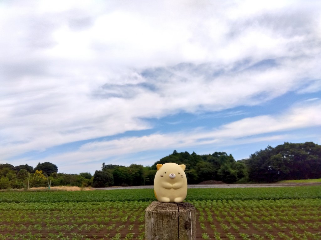 o2so5's tweet image. 大暑次候
土潤溽暑(つちうるおうてむしあつし)
ムシムシ
虫を探しに近所の森へ行ったけど、カミキリムシくらいしかいなかったので、カブトムシ入りバスボールを大量に買ってきました。