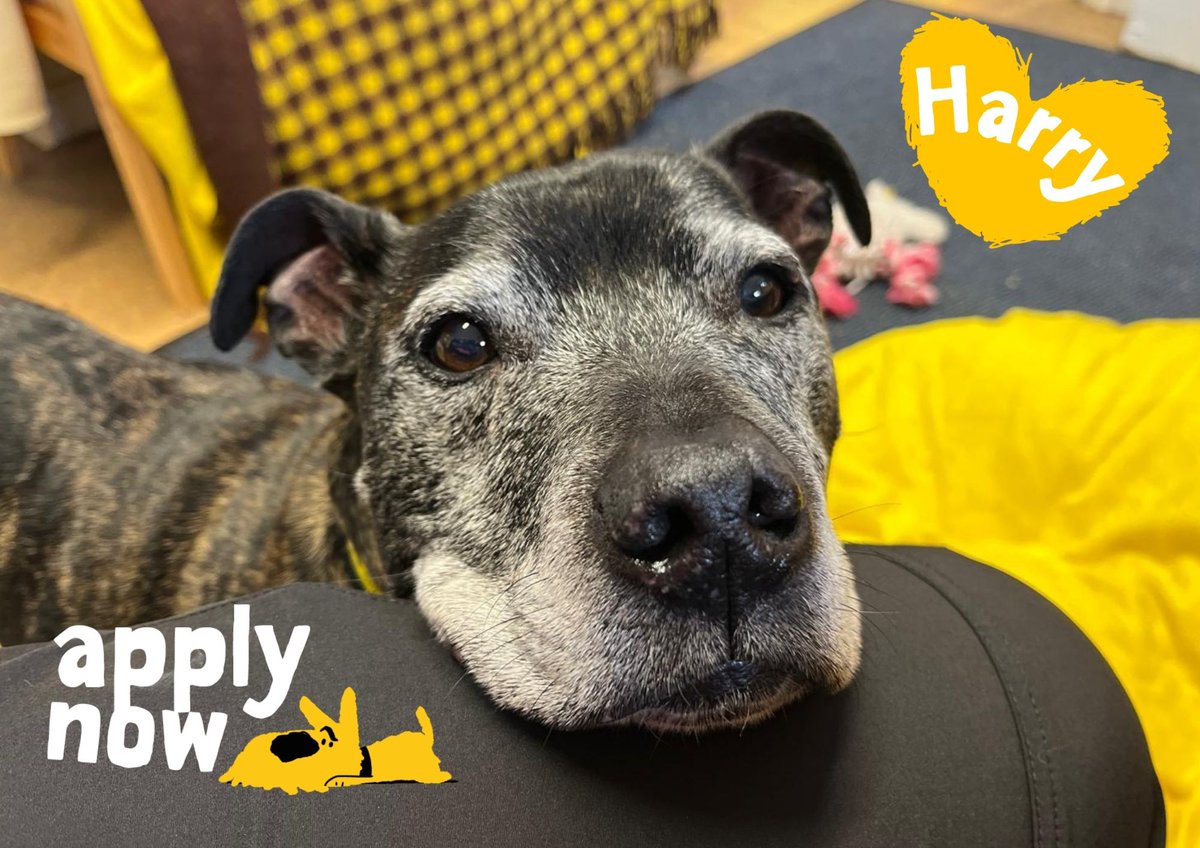 Like butter wouldn't melt🥺💛 

Add Harry to your favourites today👉 bitly.cx/4Zo33