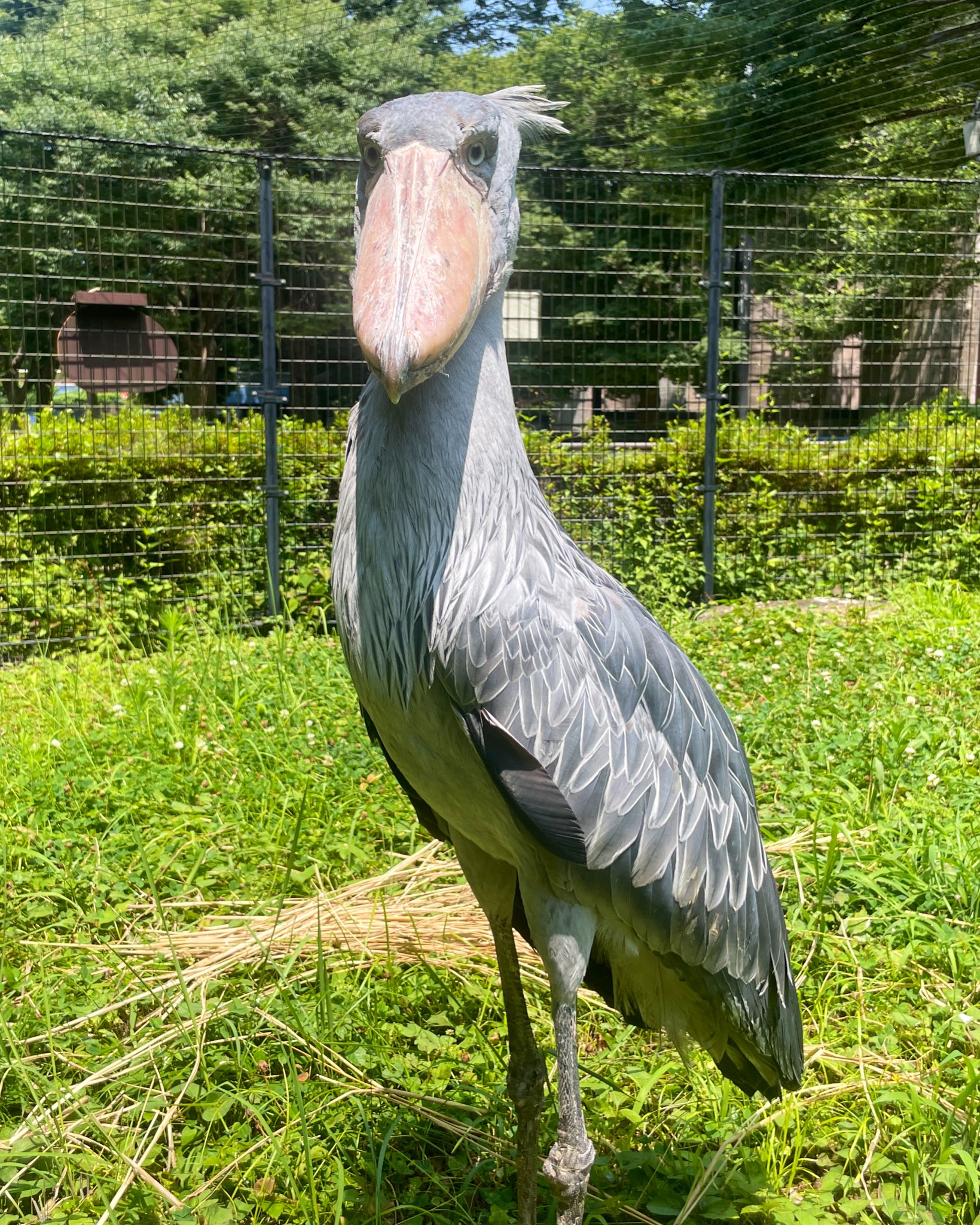 8月3日まで、コウジ6729 千葉市動物公園【公式】 on X: 