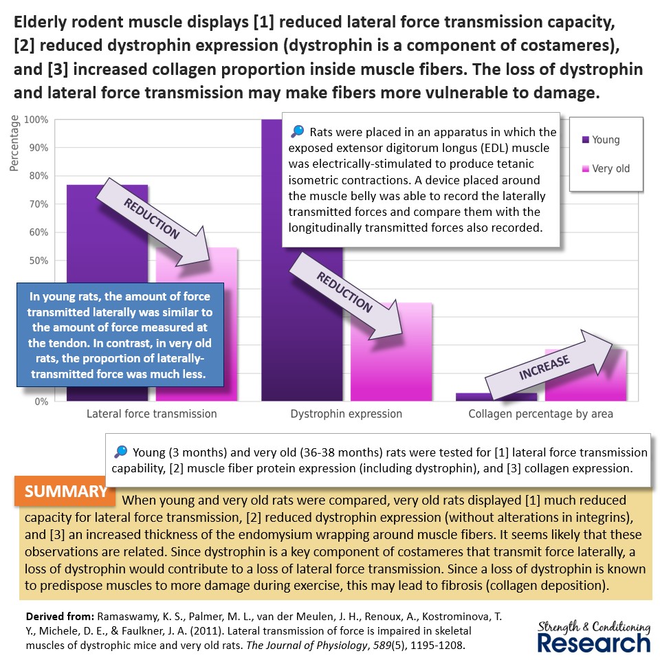 One reason why elderly muscle is more vulnerable to damage than young muscle is its reduced level of lateral force transmission. Lateral force transmission is key to avoiding the overstretching of sarcomeres.