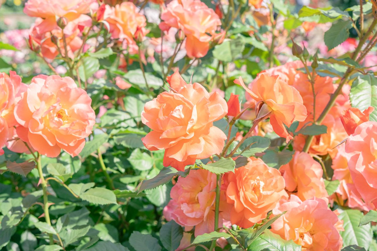 r y o (@_pryo_) / Posts / X