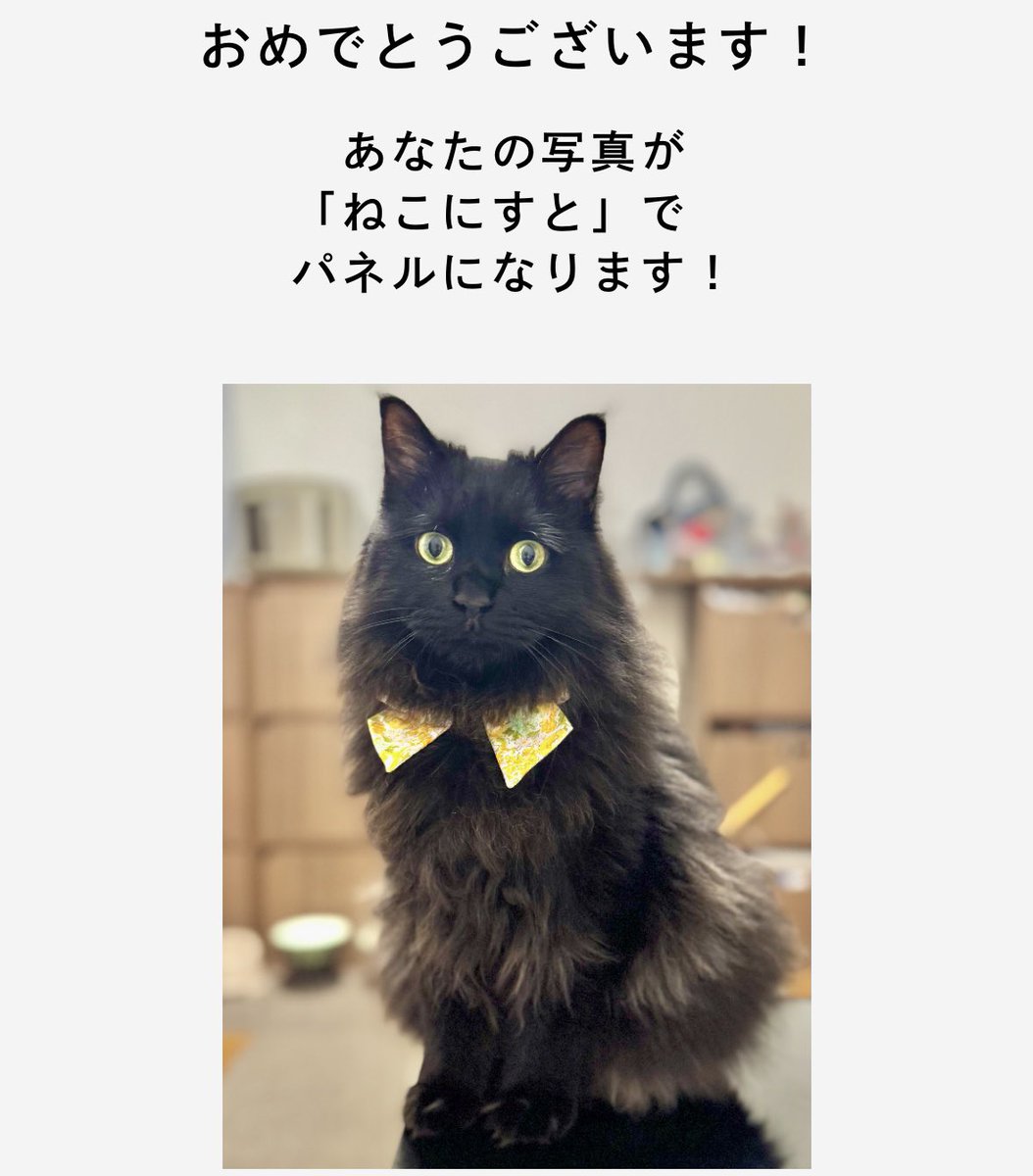 Renakkuma0303's tweet image. ねこにすと横浜当選しました🥰
お近くに行った際は是非見てやってください🙇
ねこにすと91 マルイシティ横浜
9/19(金)~9/28(日)
#ねこにすと #ねこにすと91 #ねこにすと91マルイシティ横浜 #ねこにすと横浜