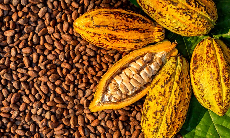 During the Cocoa bubble last year - one Egbon on this street was on my case to work with him on Cocoa project. We sha met in Europe.

He was adamant on investing in Cocoa plantation. That was his plan for moving back to Nigeria. I advised him it's a bubble from pests in other
