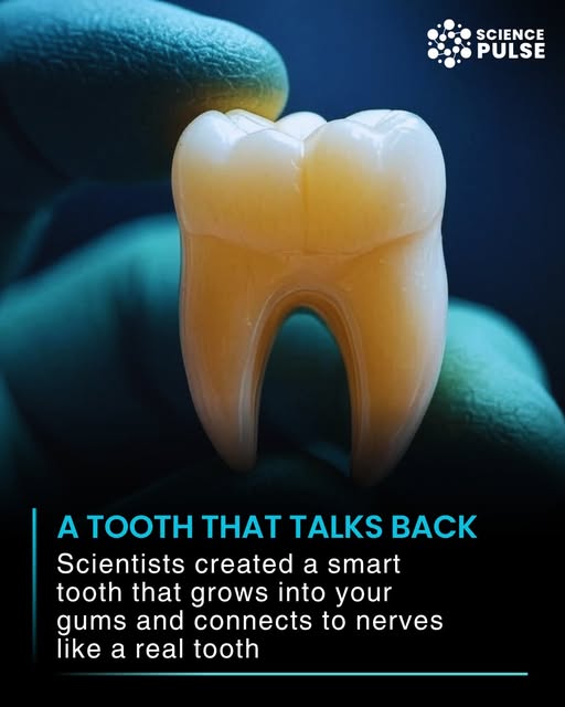 DailyHemo's tweet image. Unlike current options that screw into the jawbone and offer no real sensation, this next-gen implant mimics how a real tooth behaves. It grows into the gum tissue naturally, connects with your nerves, and even communicates with your brain.