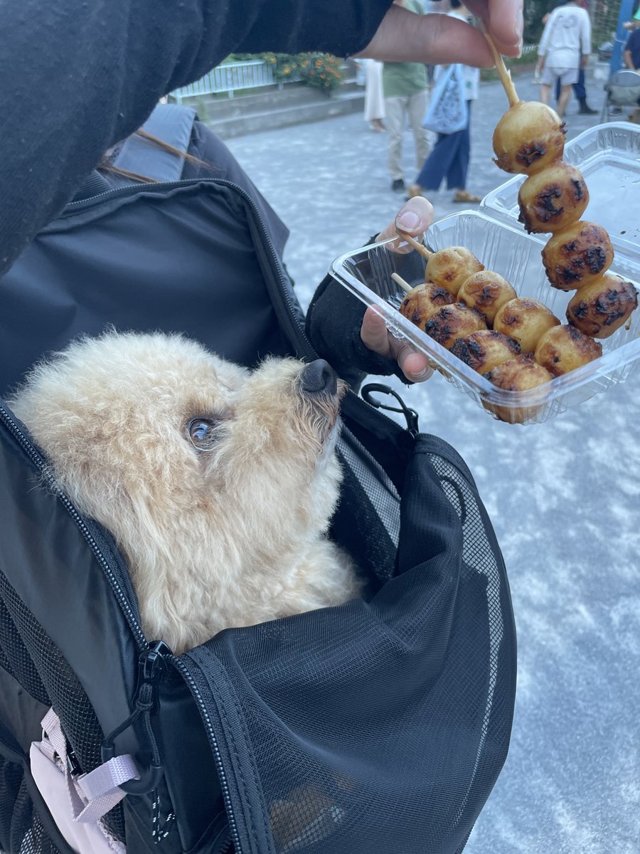 potechi_yade's tweet image. これは冷え冷えリュックでお祭りに参加した犬と団子