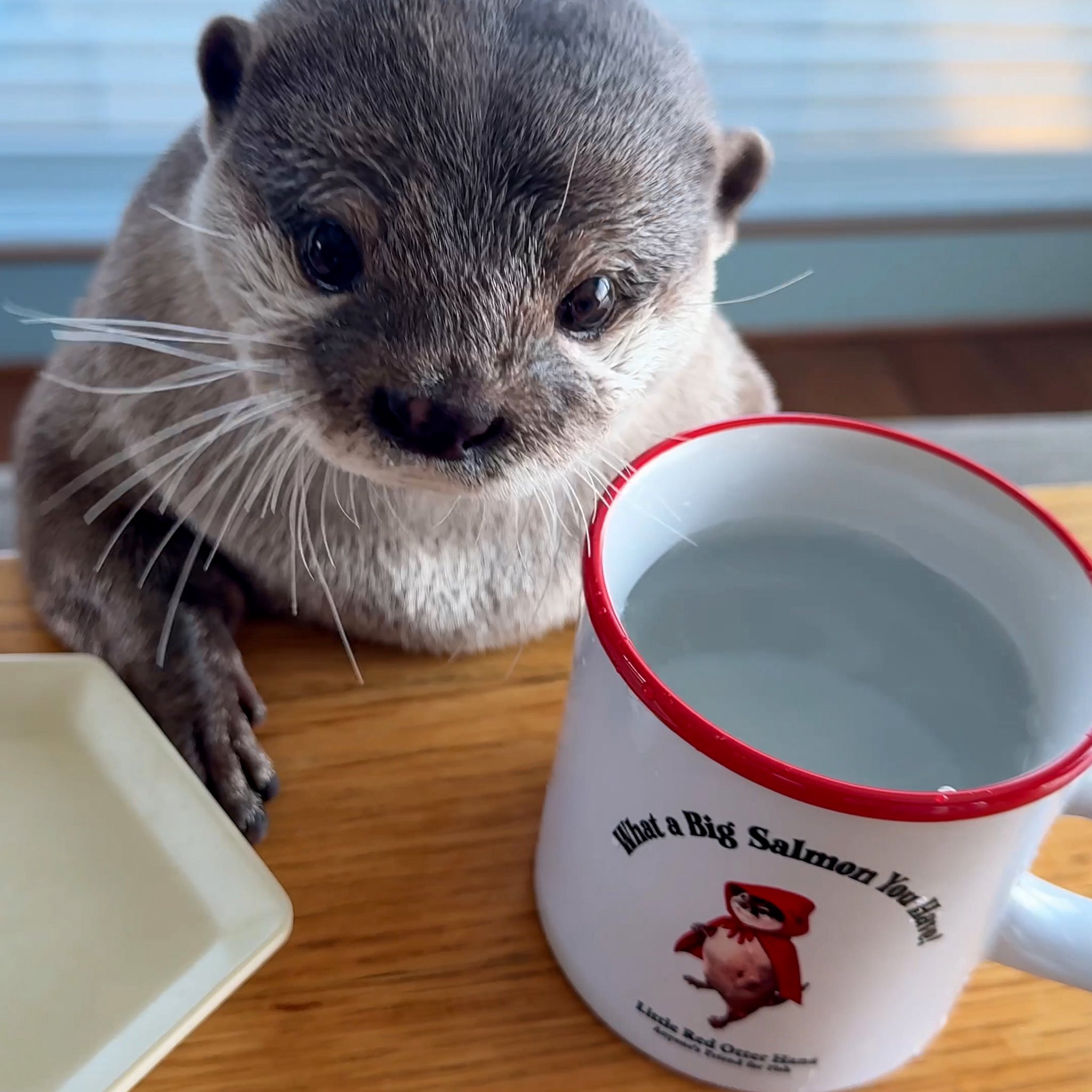 カワウソ コタロー&ハナ Otter Kotaro&Hana (@Cotsumet) / X