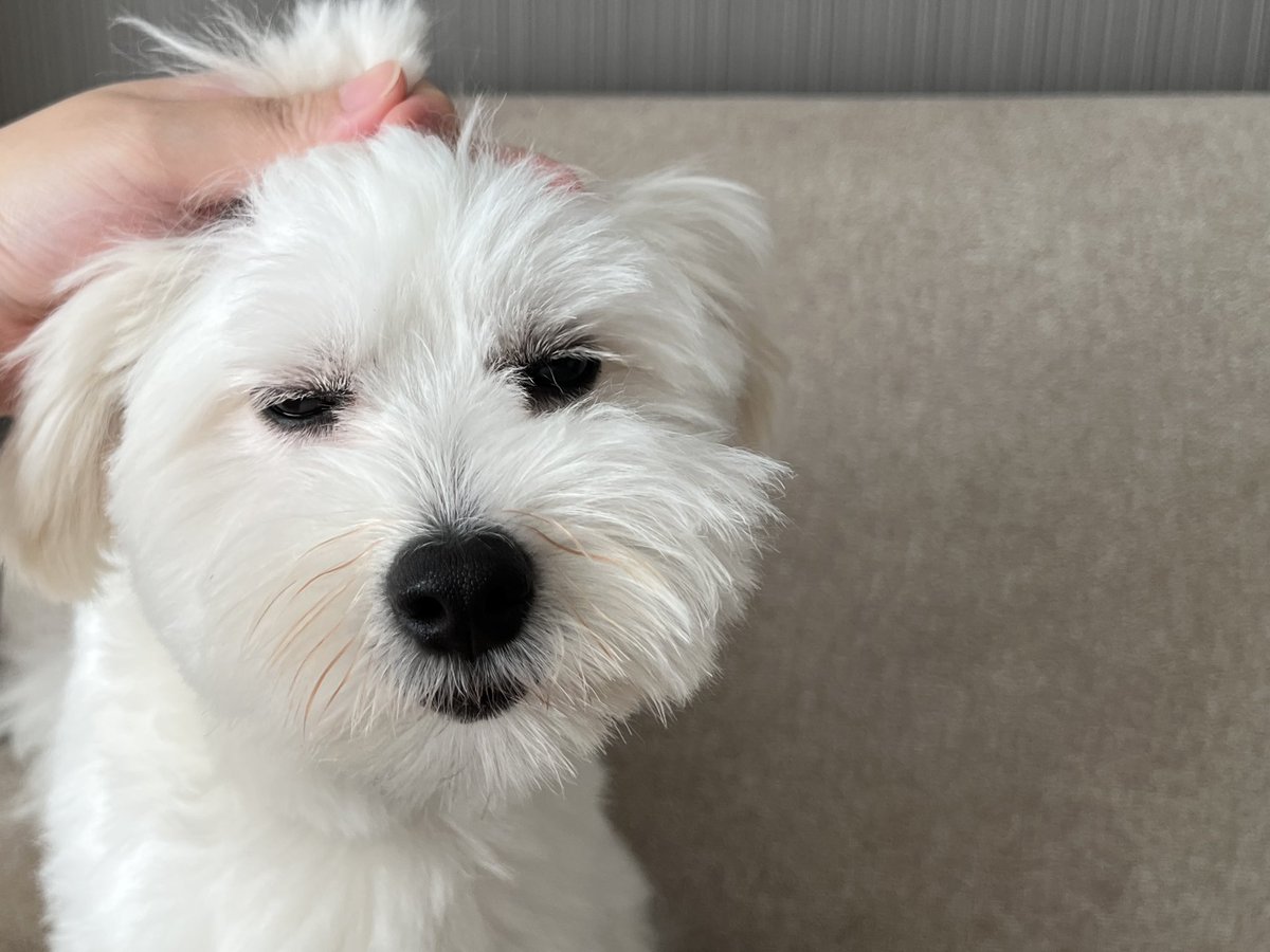 _kinarinari's tweet image. 犬の一日