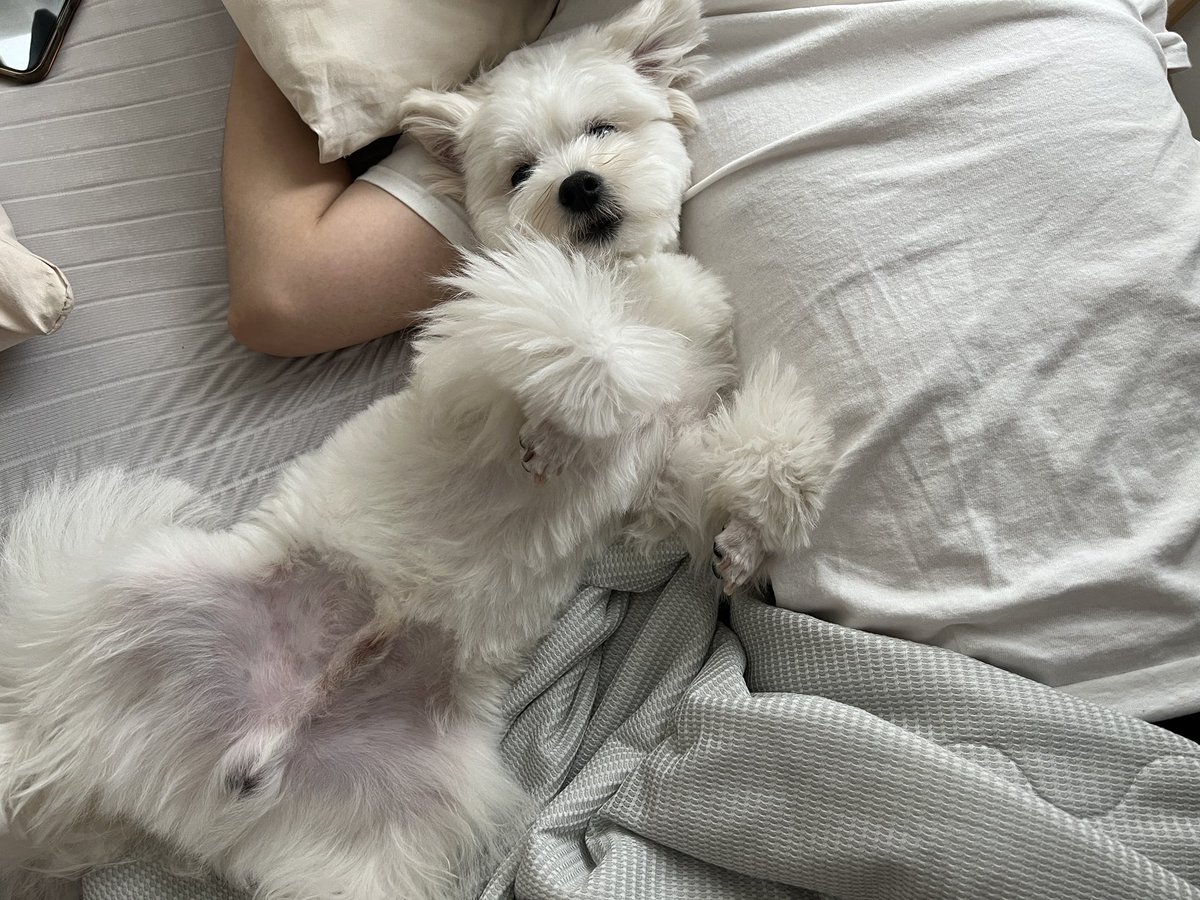 _kinarinari's tweet image. 犬の一日