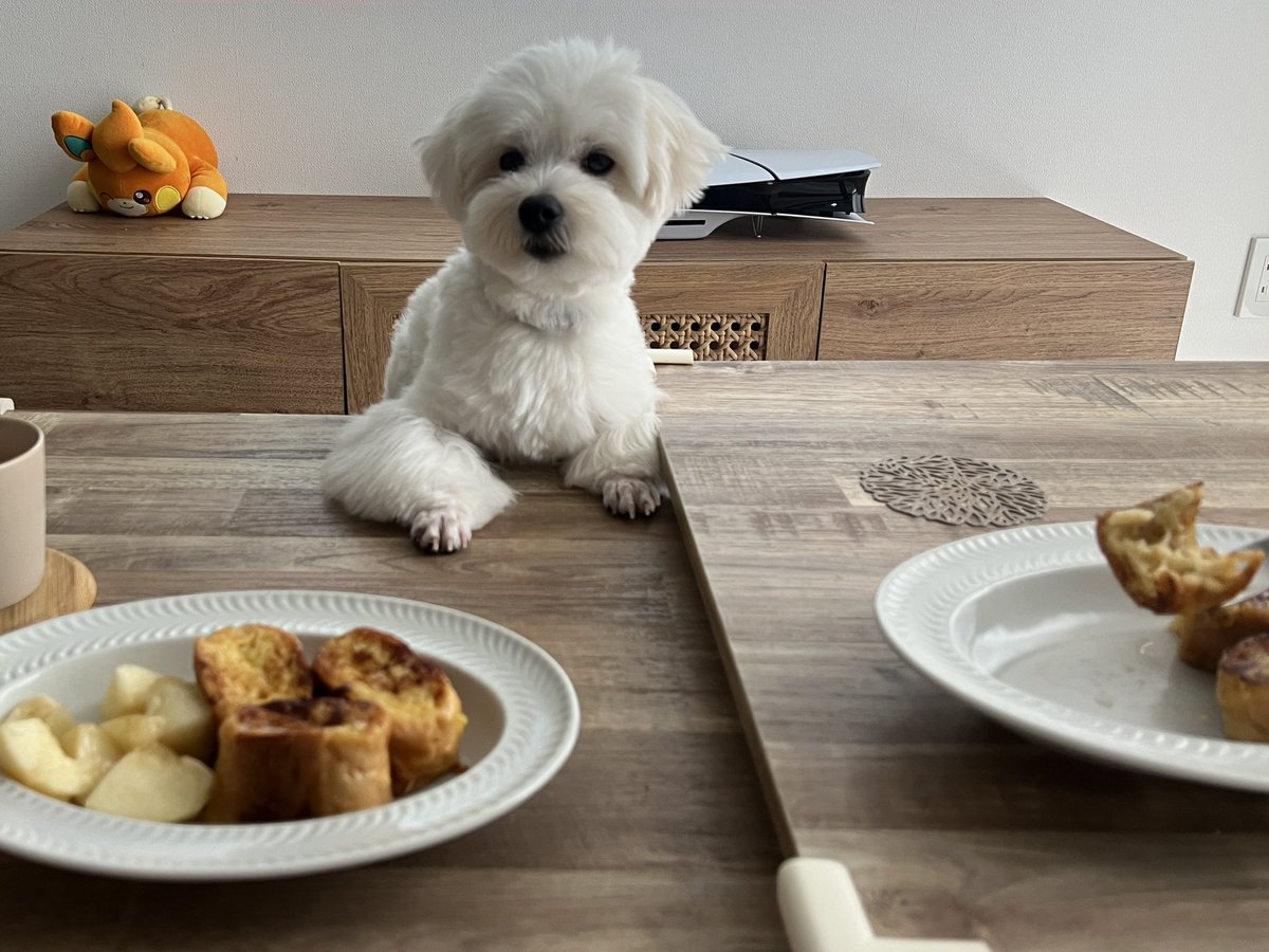 _kinarinari's tweet image. 犬の一日