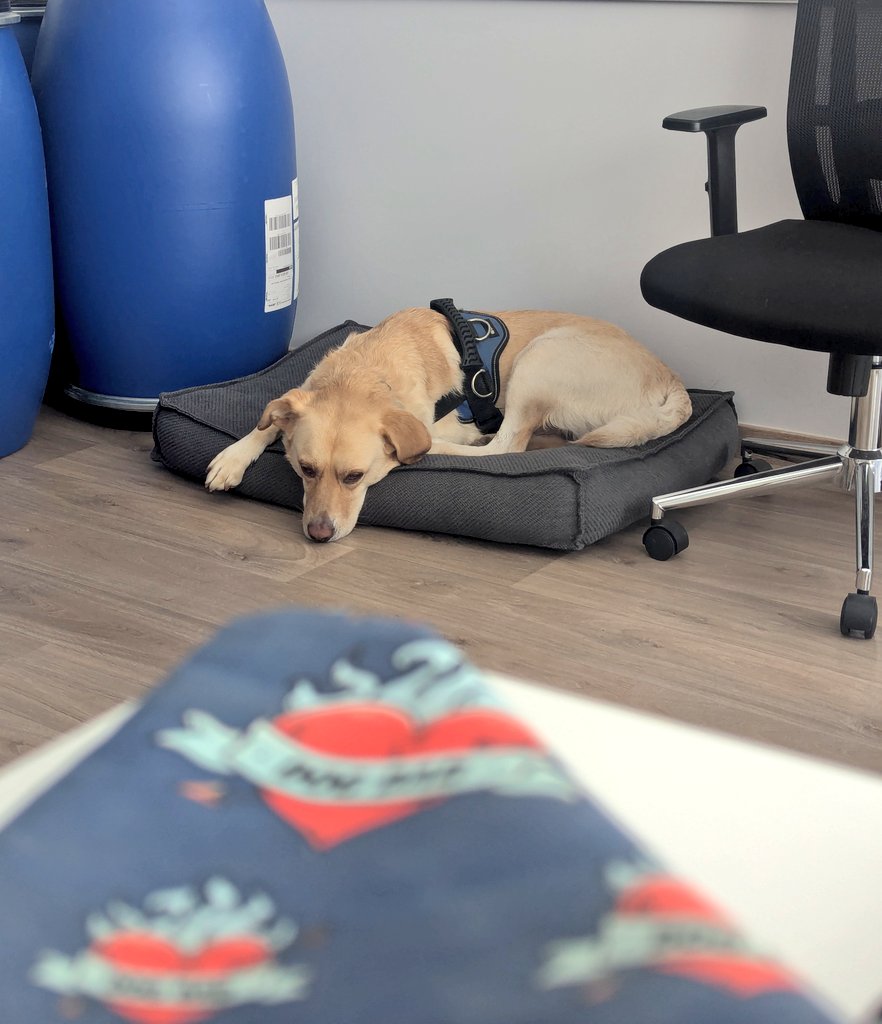 CortoMa18899044's tweet image. Working like a dog?

Ο μόνος που δουλεύει στην εταιρία με συνέπεια, είναι αυτός.

Και αυτός... κοιμάται.

#Corto_Fidel
#DogAtWork