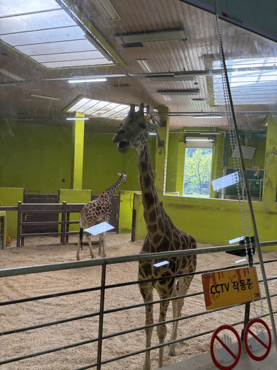 kawanegi's tweet image. ソウル大公園って事は当然ソウル動物園という事で……
今日使っている気候同行カード提示で入園料が半額なのです☺️
気候同行カードのエリアも果川市の大公園駅がギリギリ入ってるので、自分にとっては神カード😚