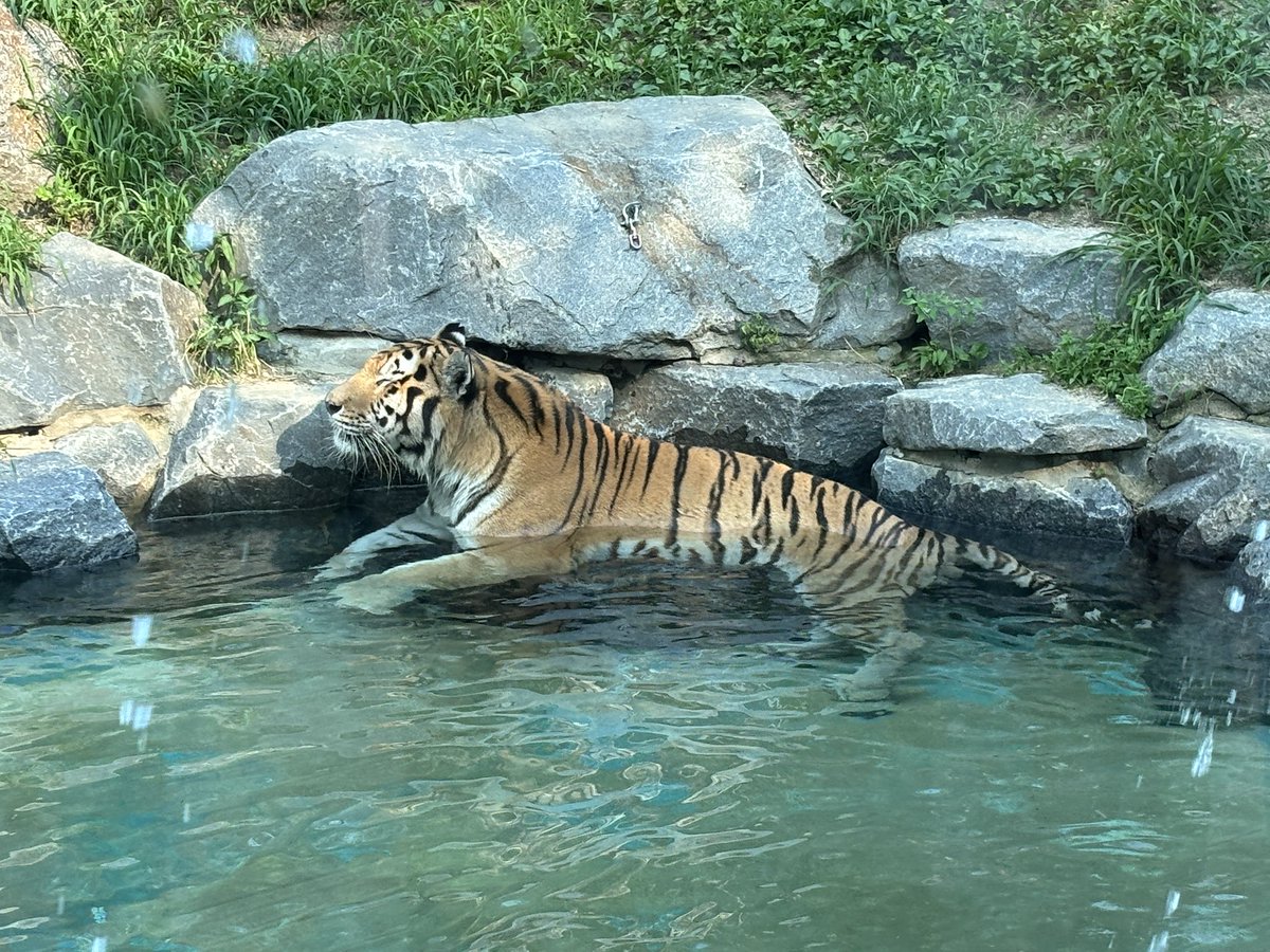 kawanegi's tweet image. ソウル大公園って事は当然ソウル動物園という事で……
今日使っている気候同行カード提示で入園料が半額なのです☺️
気候同行カードのエリアも果川市の大公園駅がギリギリ入ってるので、自分にとっては神カード😚