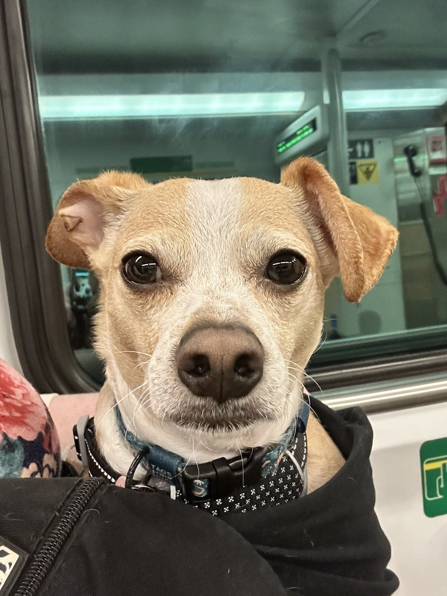 Good morning frens! We’re still under a heat warning and it’s super hot and humid. Train selfie, we’re heading into the downtown office. We have wildfire smoke too. We’re prepared, I’ve had breakfast and walkies. Have a great day and be safe frens🐶