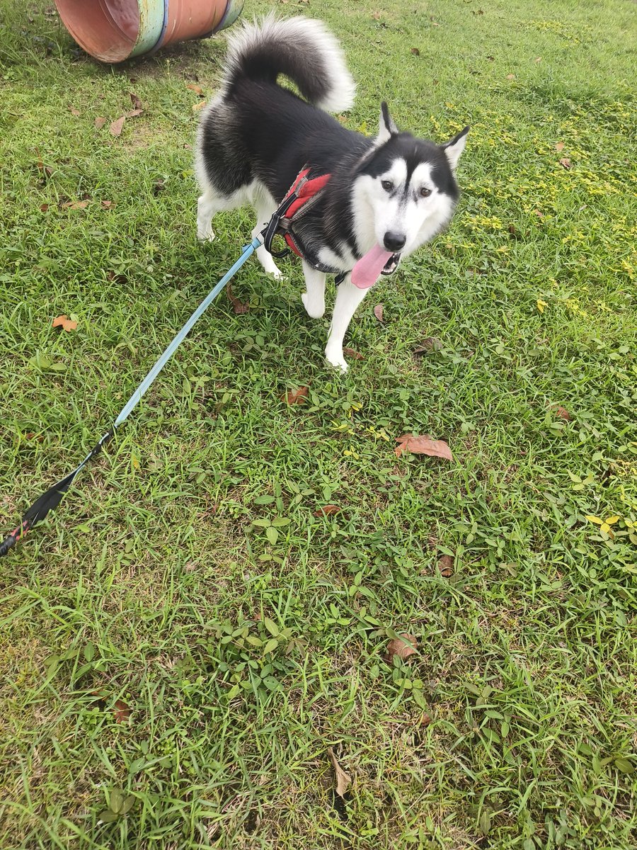 BeautyFree7's tweet image. I just claimed 5.00 B3TR for scooping up after my pup! πΆ
Join me in turning dog poop into rewards β let's keep the environment clean! π±
Follow us at @ScoopUp_vet
linktr.ee/ScoopUpApp
#ScoopUp #VeBetterDAO #VeChain #dogsofVeChain