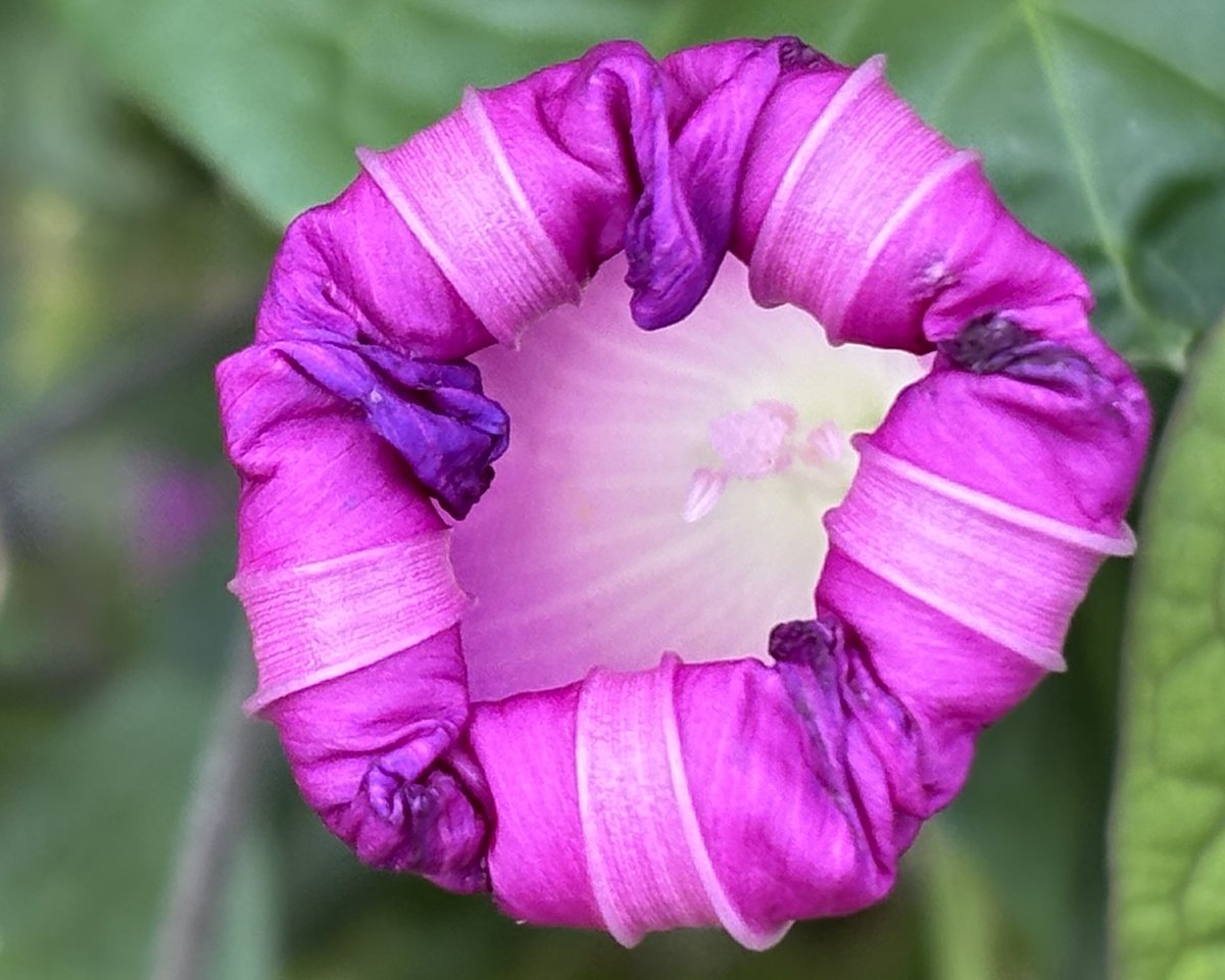 As this beautiful Morning Glory flower fades its petals fold inwards and they roll up into a tubular shape before it withers away; it looks so silky soft
#MagentaMonday #MorningGlory #BloomScrolling