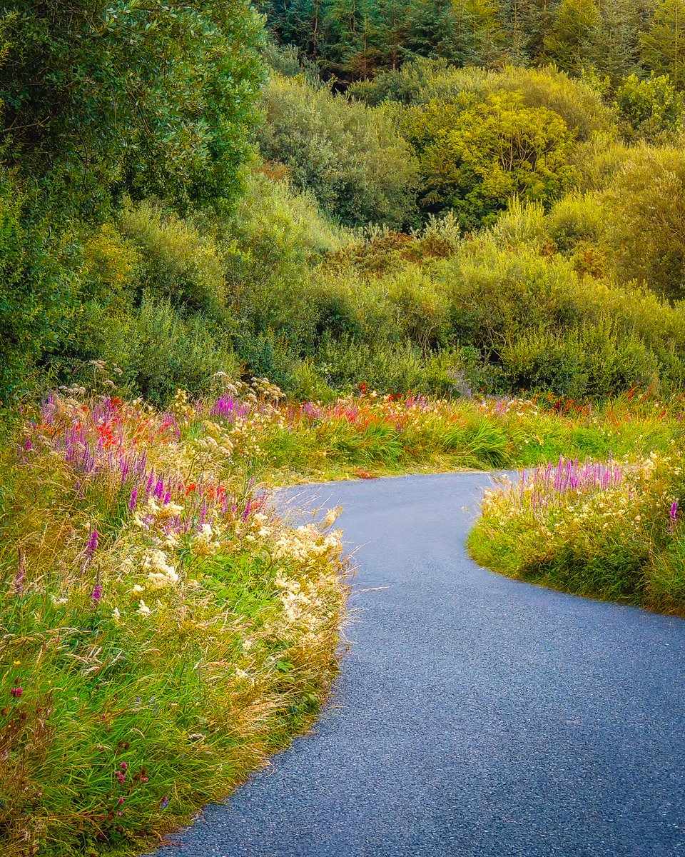 jamesatruett's tweet image. GM, and Happy Monday!
I love stumbling across scenes like this... wildflowers lining a country road here in ireland.
