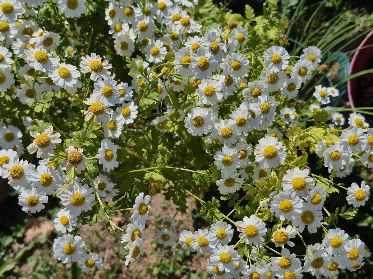 aufildececompte's tweet image. 🌼🌿🌼🌿🌼💚💛 Sont-ce des fleurs de camomille ?
#LundiFleuri
📷 perso