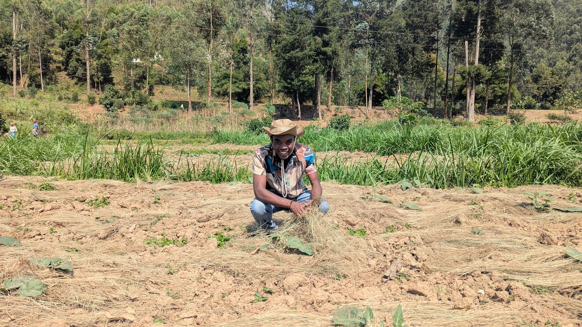 UwaseYves3's tweet image. Mulching isimportant for several reasons:itconserves soil moisture, regulates soil temperature,reduces weed growth,prevents soil erosion, andimproves soil health. By acting as a protective layer on the soil surface mulch helps to create more favorable environment for plant growth
