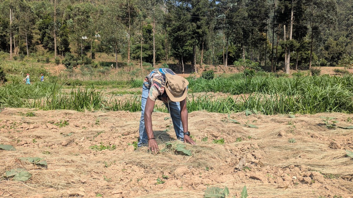 UwaseYves3's tweet image. Mulching isimportant for several reasons:itconserves soil moisture, regulates soil temperature,reduces weed growth,prevents soil erosion, andimproves soil health. By acting as a protective layer on the soil surface mulch helps to create more favorable environment for plant growth
