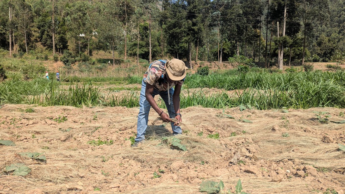 UwaseYves3's tweet image. Mulching isimportant for several reasons:itconserves soil moisture, regulates soil temperature,reduces weed growth,prevents soil erosion, andimproves soil health. By acting as a protective layer on the soil surface mulch helps to create more favorable environment for plant growth