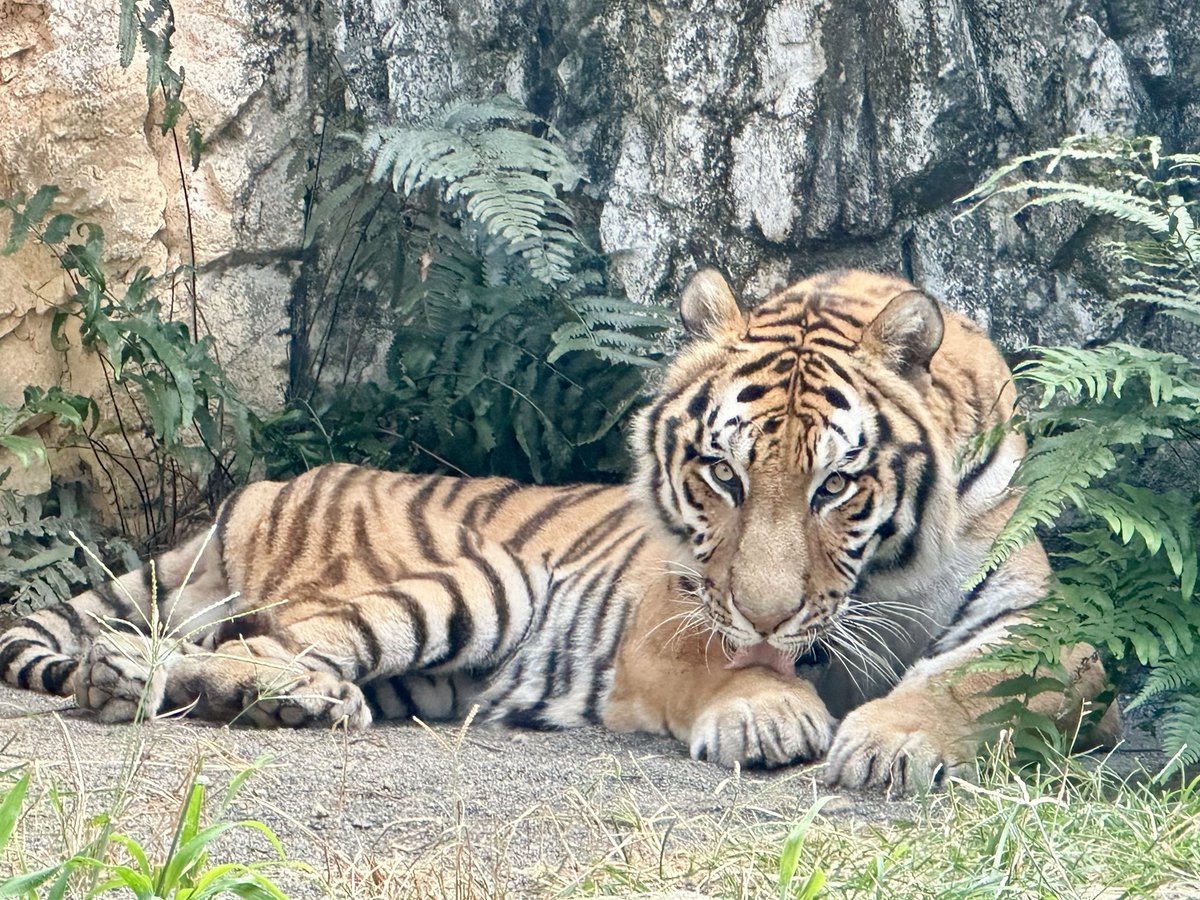 bpgjack's tweet image. フジくんお誕生日おめでとう！

#日本平動物園
#アムールトラ
#トラ
#フジ