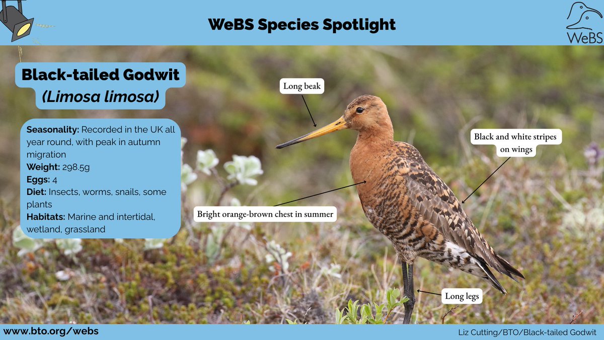 First up on #WeBSSpeciesSpotlight... Black-tailed Godwit 🎉

Black-tailed Godwits are most common in Spring/Autumn as they move from their breeding grounds in Iceland to winter in Britain, Ireland, France and Portugal🌍

Find out more at bto.org/learn/about-bi… 🪶