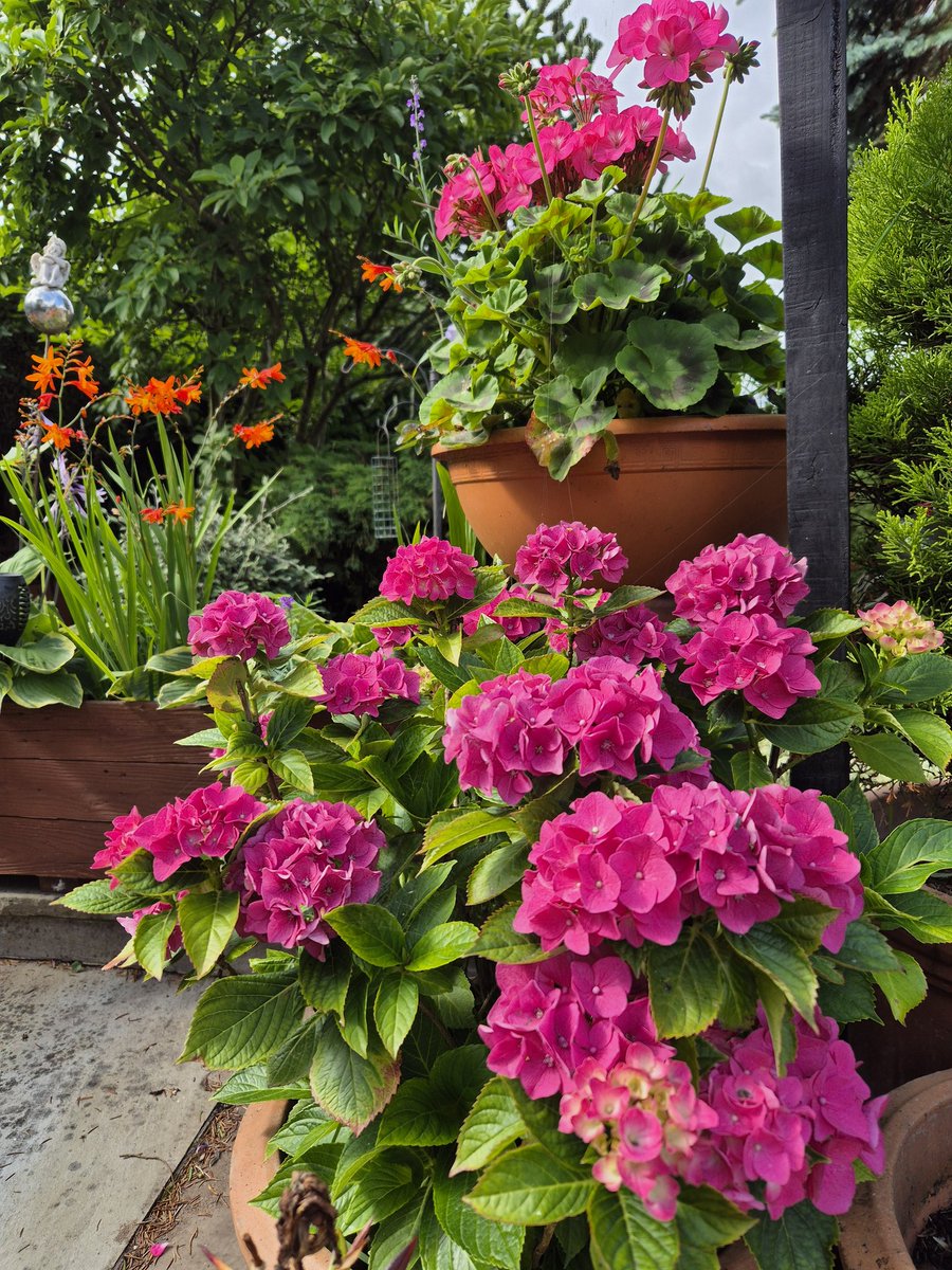 AndrewKenyon6's tweet image. Just enjoying some of the vibrant colours in the garden before facing the 1st 🏋️‍♂️ session of the week
