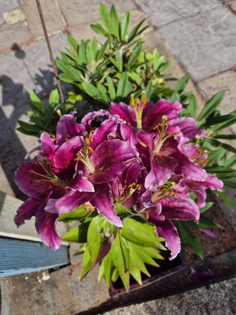 AndrewKenyon6's tweet image. Just enjoying some of the vibrant colours in the garden before facing the 1st 🏋️‍♂️ session of the week