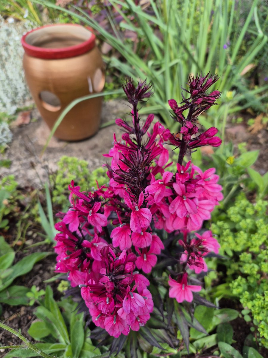 AndrewKenyon6's tweet image. Just enjoying some of the vibrant colours in the garden before facing the 1st 🏋️‍♂️ session of the week