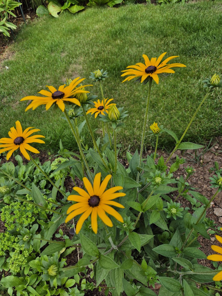 AndrewKenyon6's tweet image. Just enjoying some of the vibrant colours in the garden before facing the 1st 🏋️‍♂️ session of the week