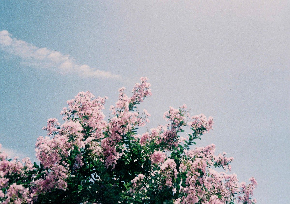 _ichigomelon's tweet image. day life

#Rolei35S #filmphorography 
#カメスズ