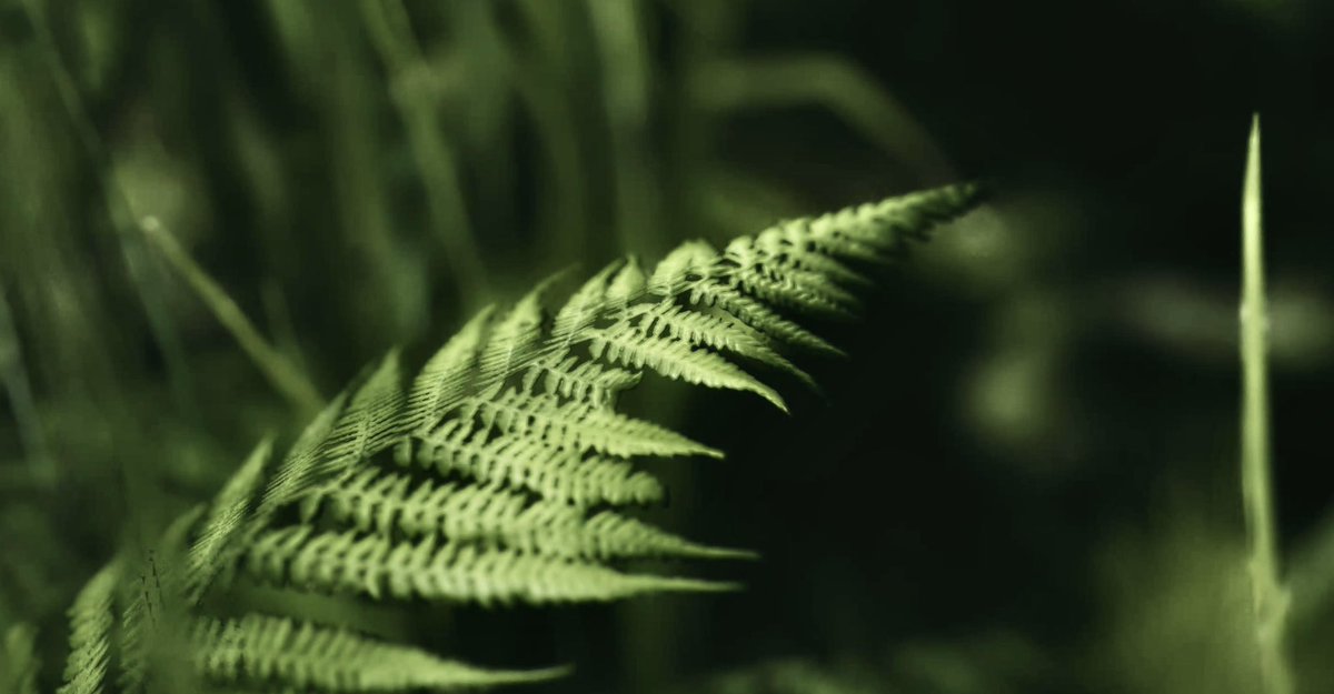Taryn_VP's tweet image. Lushfoil Photography Sim (PS5)