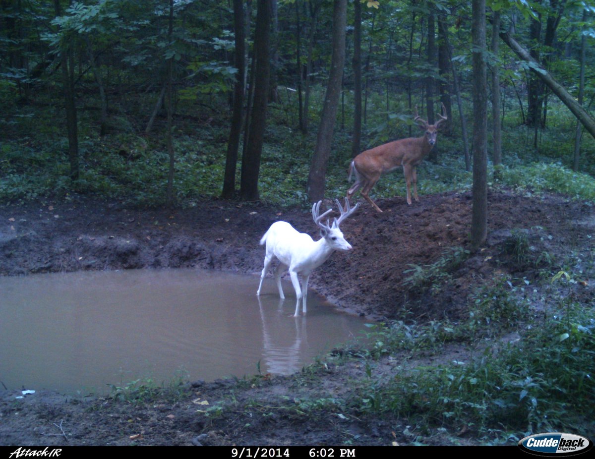 trailcam (@trail_cams) on Twitter photo 