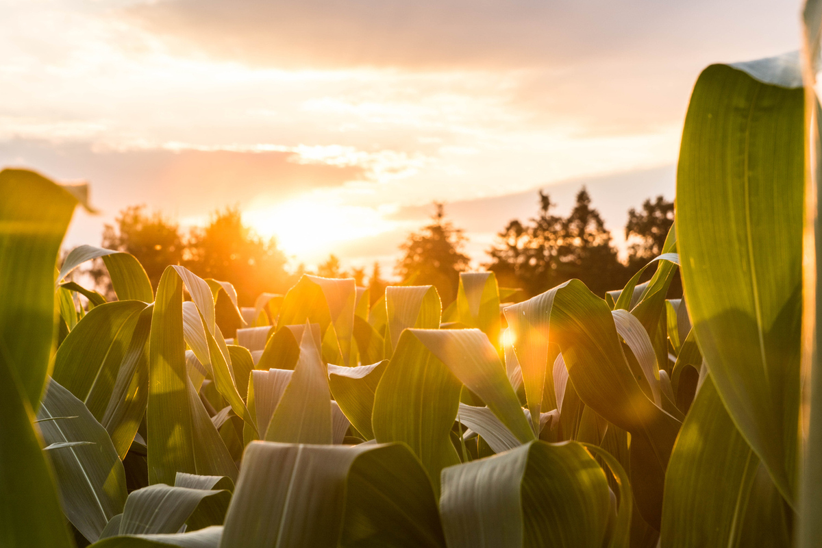 Experts propose a global model for one risk assessment of GM plants. Read details in #BiotechUpdates: bit.ly/44Qq2gV