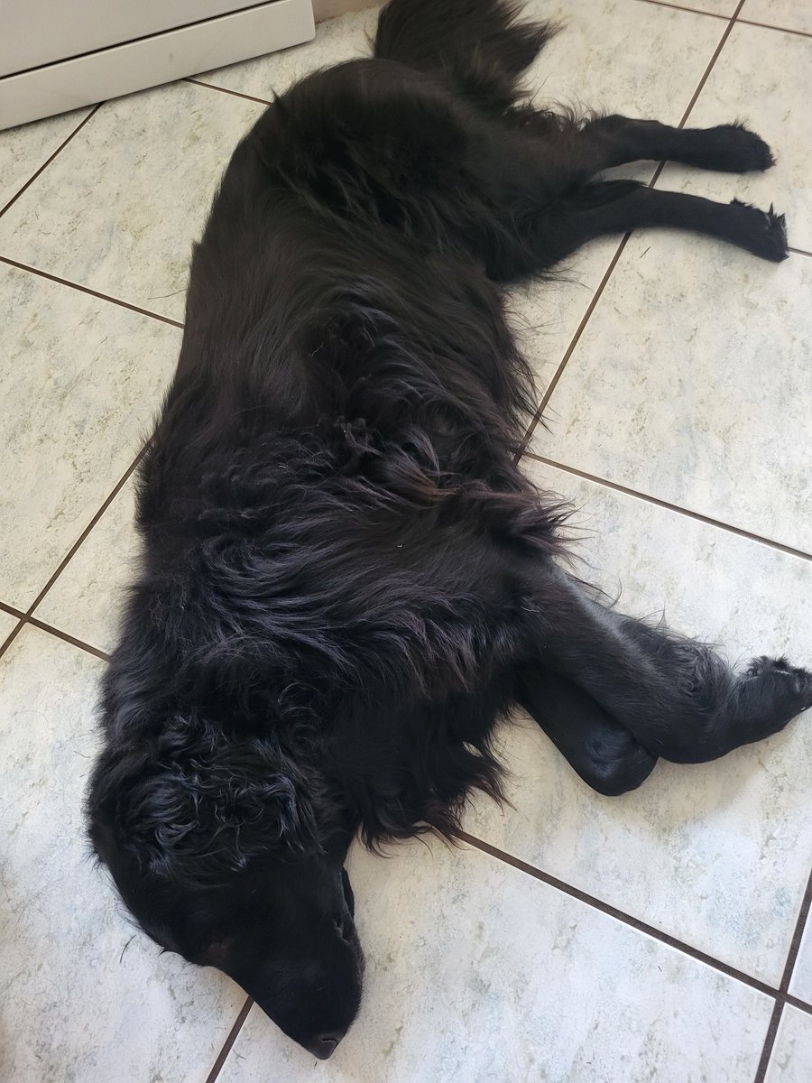 CurtisJobling's tweet image. Elvis feeling every one of his nine years today. Poor old boy struggling to conjure his fabled puppy energy. The big fella is not himself.
#flatcoatretriever #dogsofinstagram #dogstagram