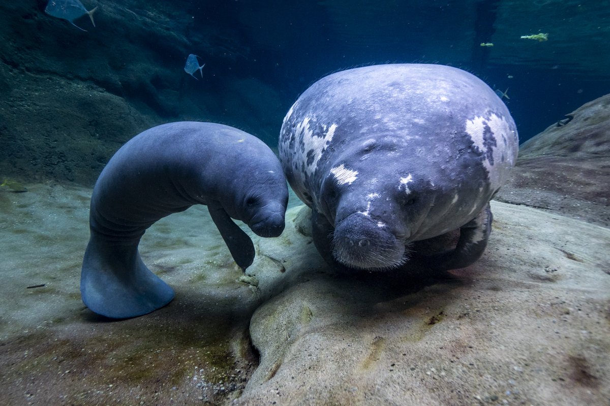 MRP_Manatee's tweet photo. Did you know that some manatees are ultimately deemed non-releasable?
At the @ColumbusZoo,  due to the severity of her injuries, Stubby is considered conditionally non-releasable, but plays an incredibly important role as a “surrogate mother” to other manatees undergoing rehab. https://t.co/kVcnisHvjK