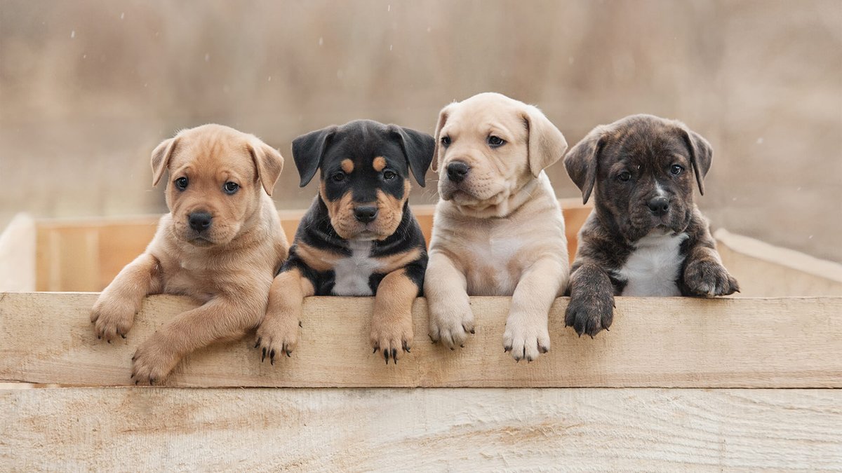 NanbakaAnything's tweet image. Shina has brought 50 dogs