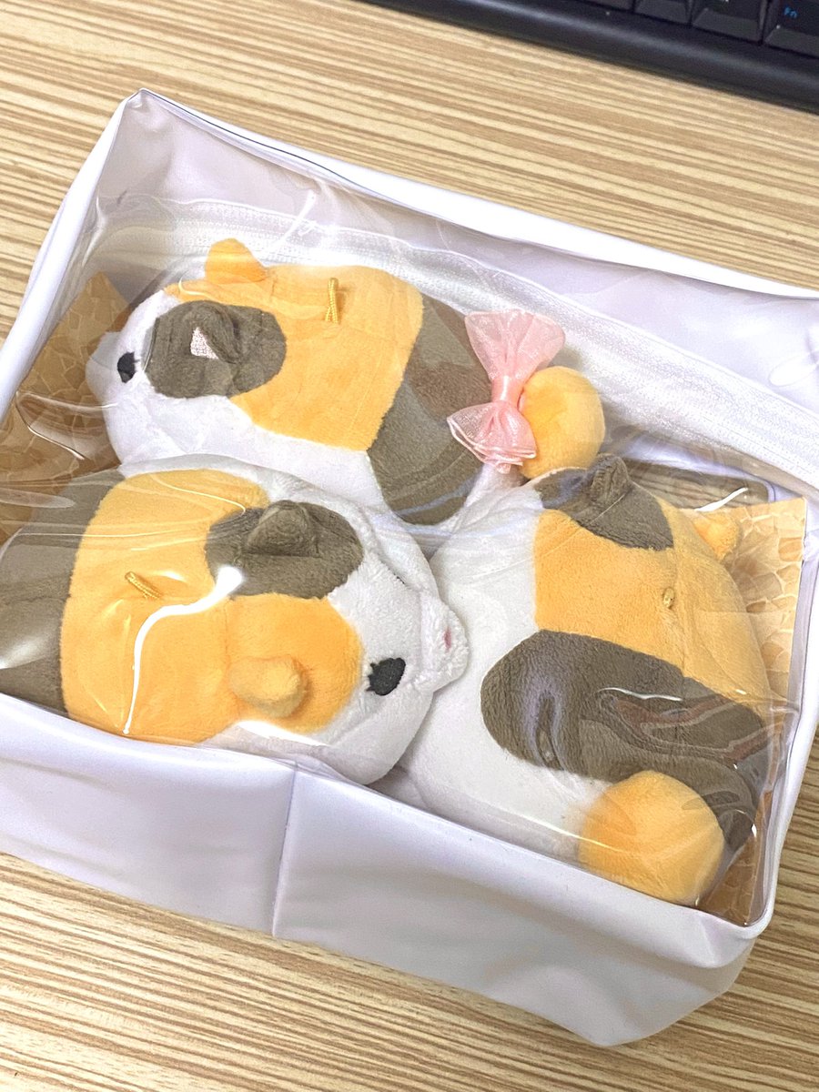 marupokodon's tweet image. 良い感じのサイズにカットして
良い感じのサイズのクリアバッグに入れました。
これで、こぶにゃ3匹
お出かけに連れてけるぞ!!