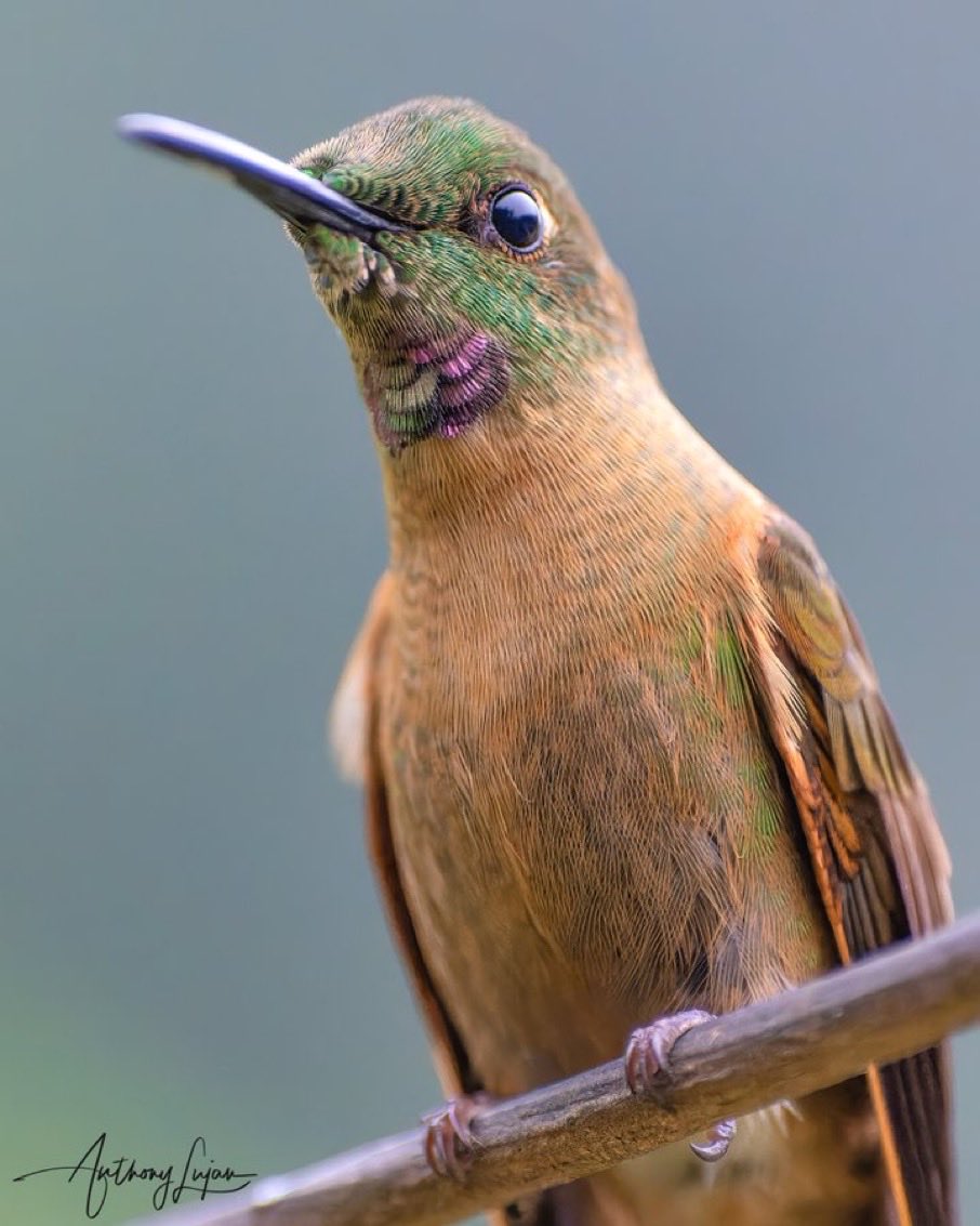 culthummingbird's tweet image. 