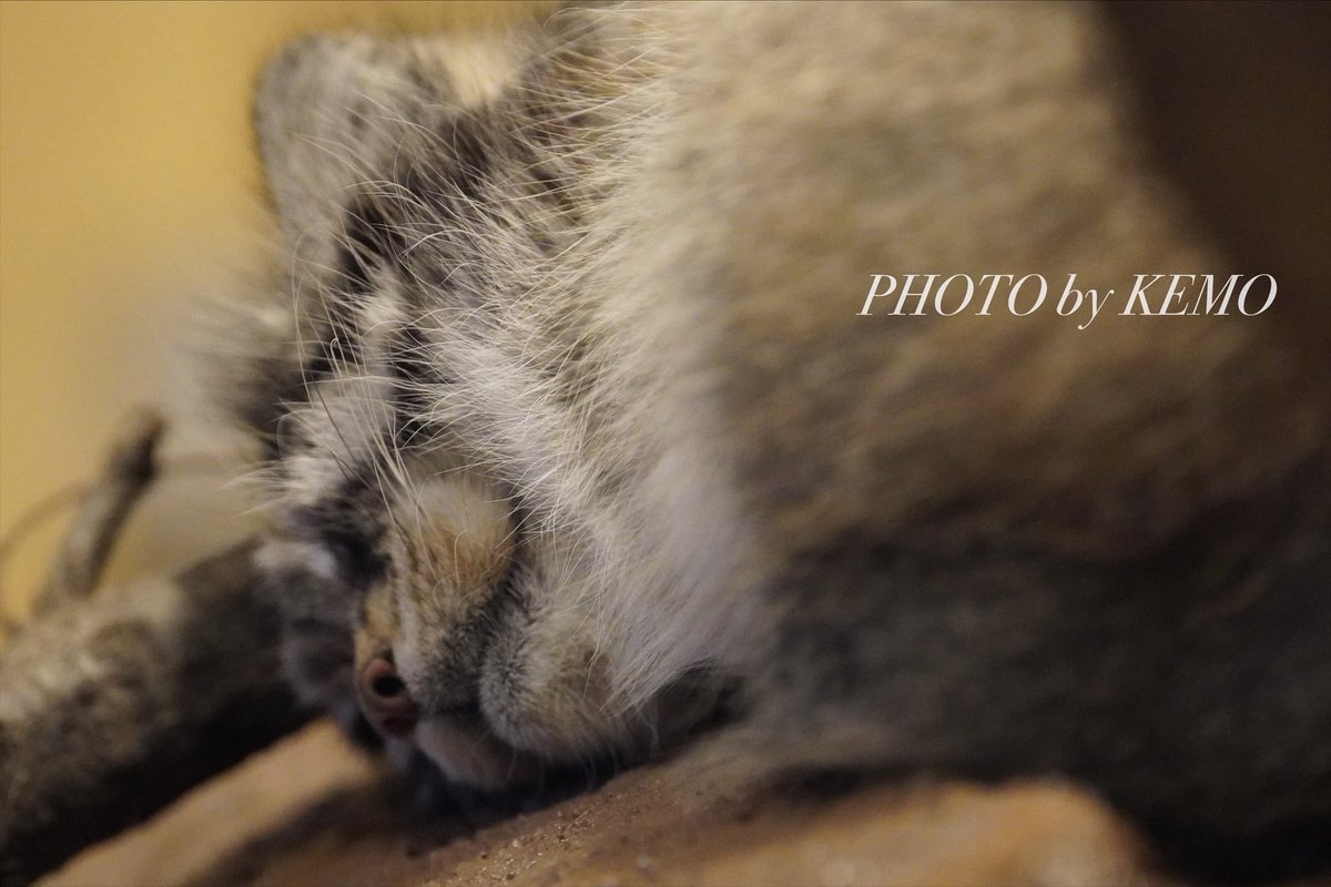 KEMOKEMO56's tweet image. 眠いにゃ💤

#マヌルネコ　#埼玉県こども動物自然公園　#オリーヴァ