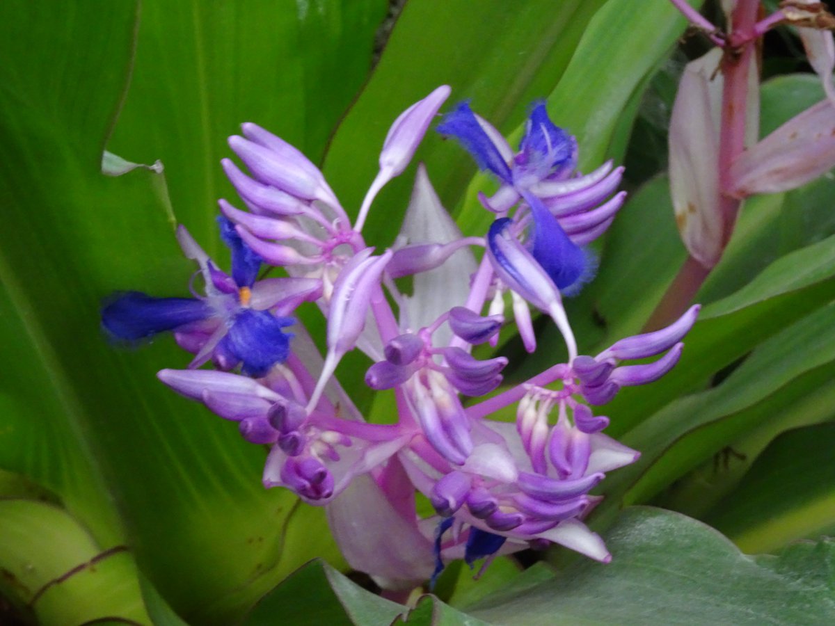 ferchinchin's tweet image. ❝LOVE, WILL and CONSCIOUSNESS are also BIOLOGICAL, that is, evolutionary adaptations developed in brain circuitry❞.
⭐  Steven Pinker

 🌿  𝐶𝑜𝑐ℎ𝑙𝑖𝑜𝑠𝑡𝑒𝑚𝑎 𝑜𝑑𝑜𝑟𝑎𝑡𝑖𝑠𝑠𝑖𝑚𝑢𝑚 Lem. ➤ 𝙲𝙾𝙼𝙼𝙴𝙻𝙸𝙽𝙰𝙲𝙴𝙰𝙴.
#Cochliostema #falsebromeliad #Pinker