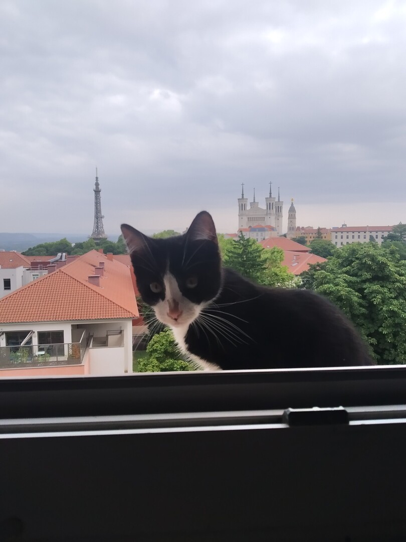 vigipets's tweet image. 🟢 🐱 Chat trouvé le 24/07/2025 à Lyon (69005).
Mâle / Identifié(e) : Non

☎️ 0785840513
📧  dididododona.moi@gmail.com

#VigiPets #chatperdu #chattrouve #chat #perdu #trouve