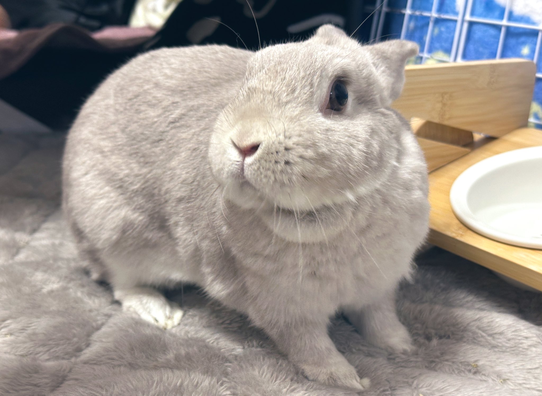ラシュトン✳︎Rushtonうさぎさん ラシュトン✳︎Rushtonうさぎさん （Vtgラシュトン ラバー