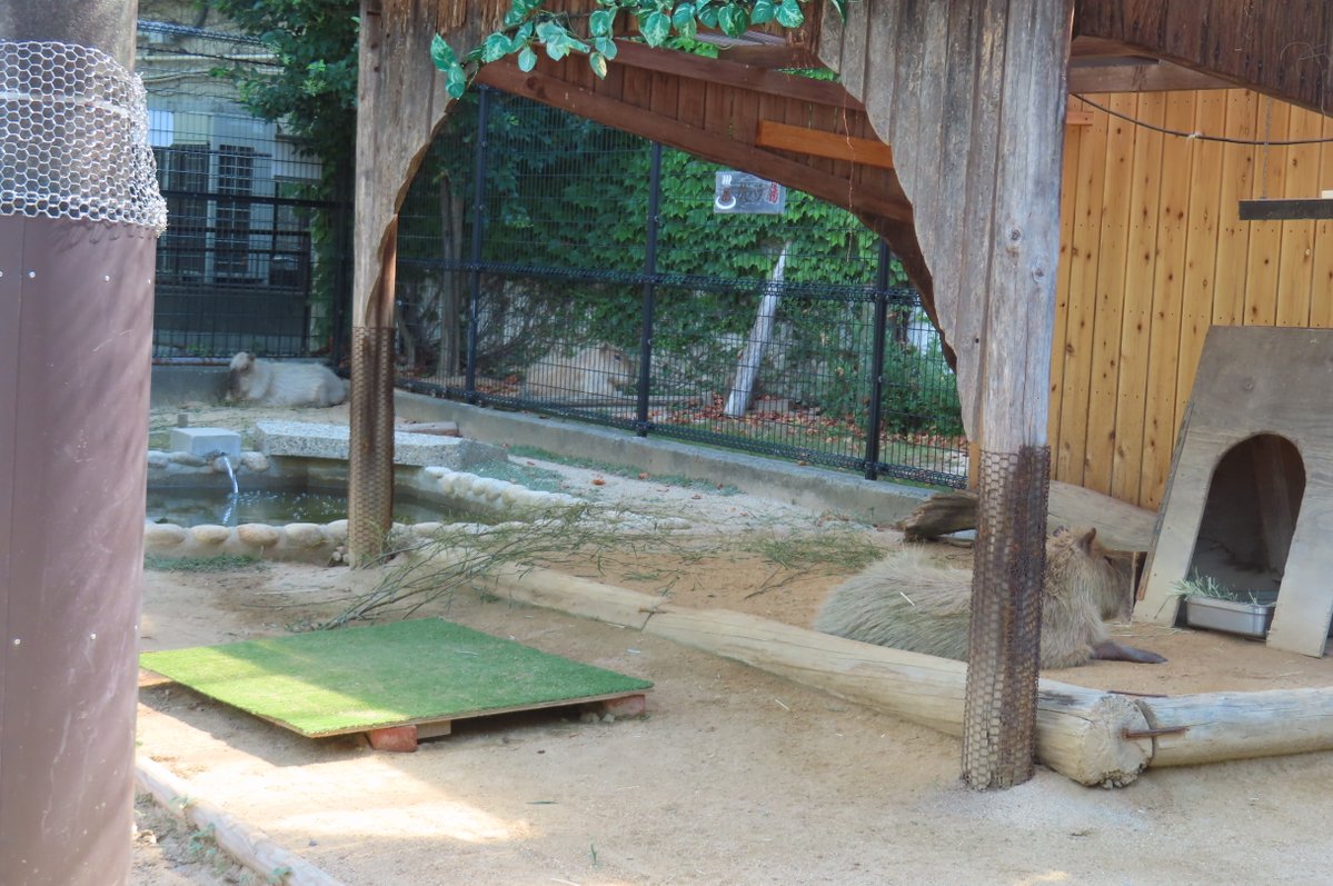 hapibird1's tweet image. 今日のカピバラ舎のみなさんで
おやすみなさいませ～😊💤　
めんまさん　あさひちゃん　ちゃーしゅーさん　
今日の他の王子の様子はまた明日以降に～　
#王子動物園 ＃カピバラ舎　＃カピバラ
2025年7月28日撮影