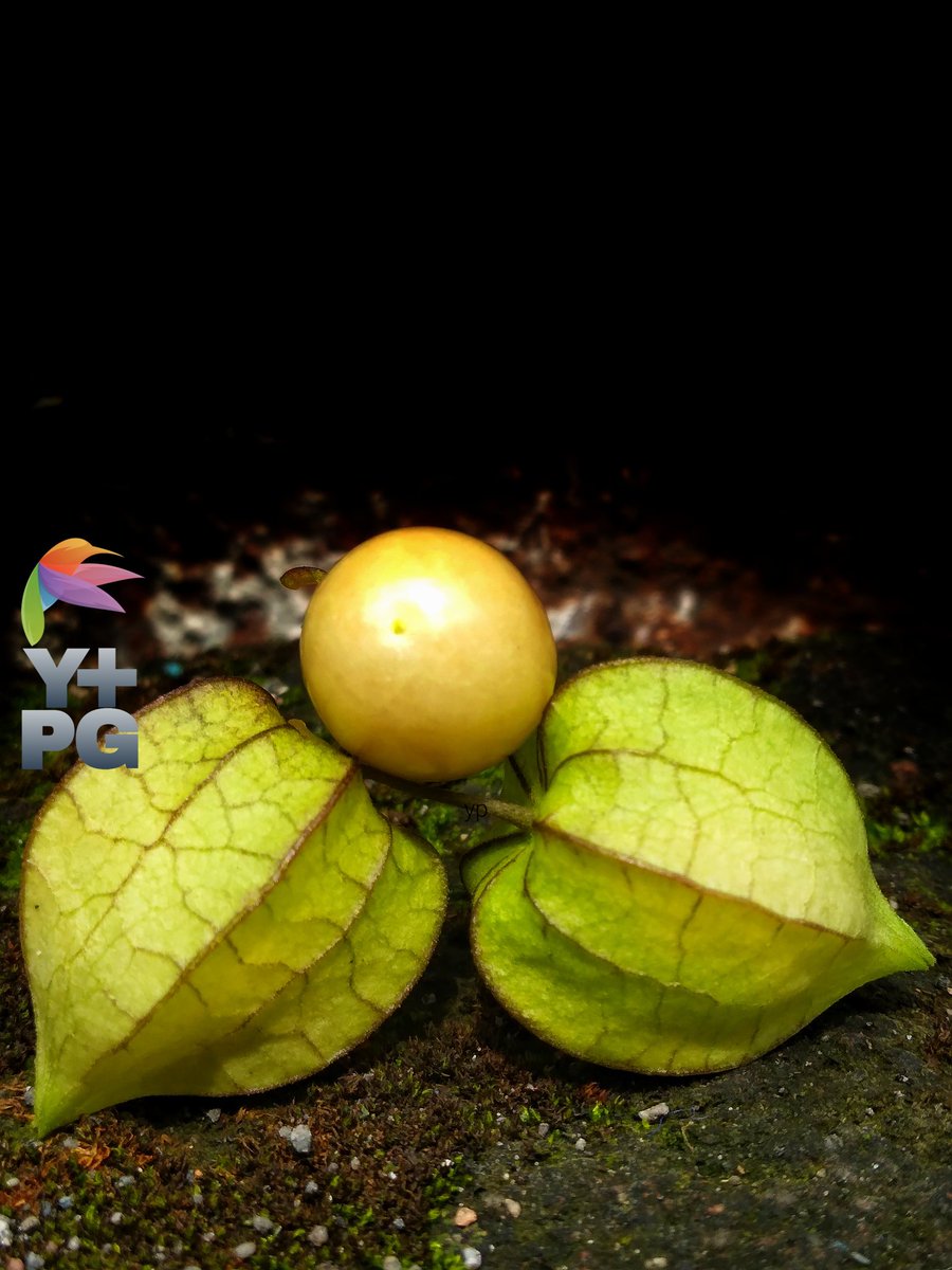 Ripe goldenberries peeled and in their skin

#photography #photo  #photograph #photooftheday #photographylovers #PhotographyIsArt #nature #naturelove #NatureIsAmazing #naturescenery #naturelover #macro #macrophotography