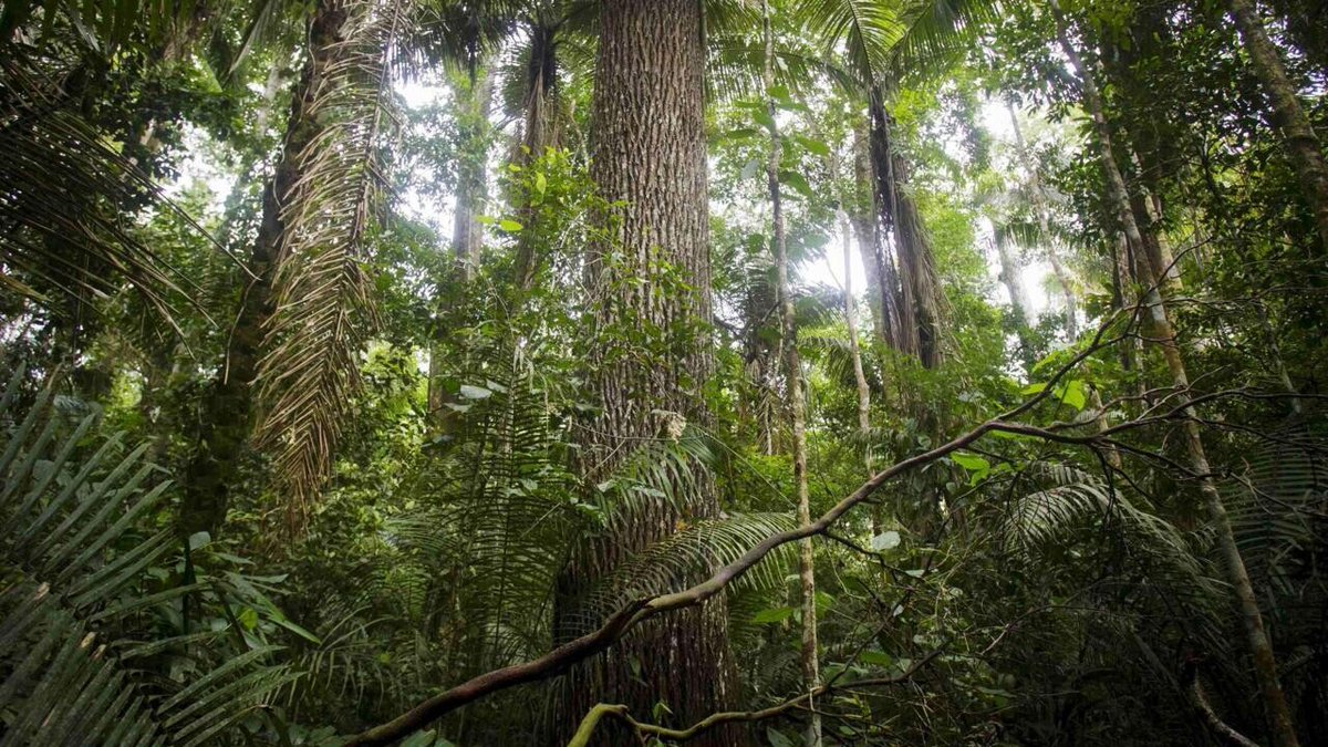 RFI's tweet image. Pérou: un défenseur de l&apos;environnement assassiné en Amazonie
➡️ go.rfi.fr/8yg
