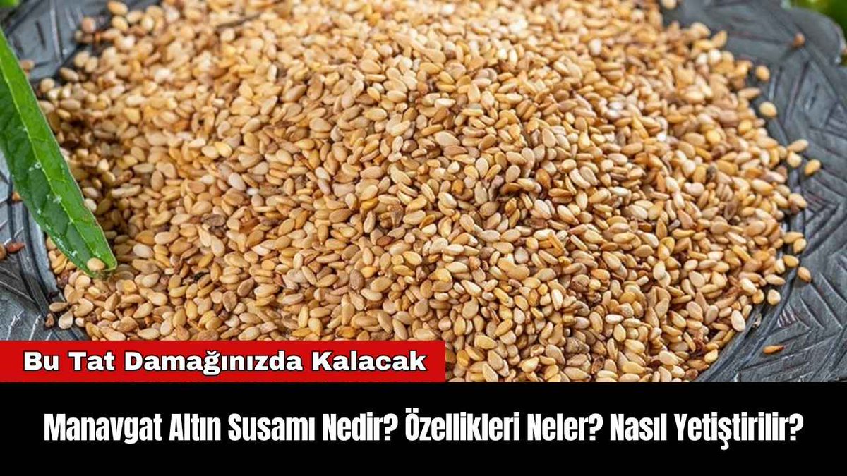 Manavgat Altın Susamı Nedir? Özellikleri Neler? Nasıl Yetiştirilir? akdenizgercek.com.tr/manavgat-altin…
