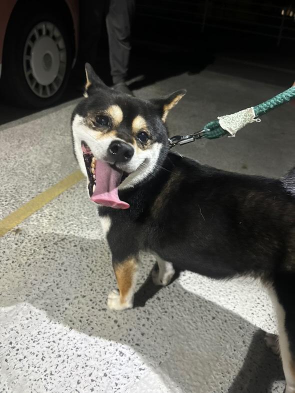 本日20時頃に、総社中央小学校付近で迷子のワンちゃんが保護されました。飼い主さん、私のDMにご連絡ください。寂しがっています。拡散にご協力ください。